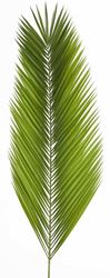 Date Leaf Palm for Palm Sunday