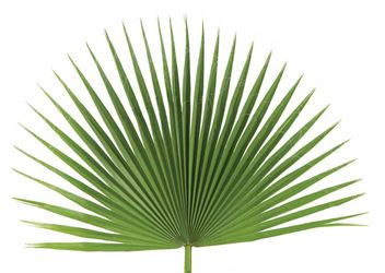Fan Leaf Palm for Palm Sunday