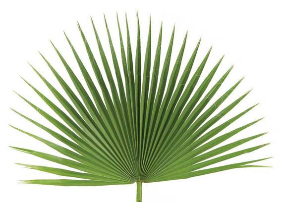 Fan Leaf Palm for Palm Sunday