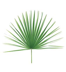 Processional Fan Mediterranean Leaf Palm for Palm Sunday