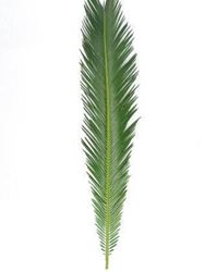 Sago Leaf Palm 